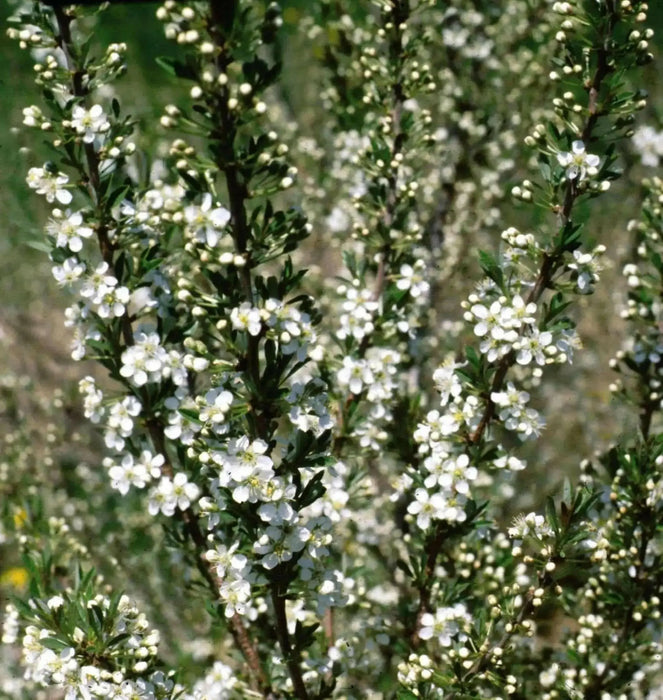 Sand Cherry, Live PLANT ,12-18''Hardy Perennial Shrub! ornamental - Caribbean garden seed