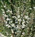 Sand Cherry, Live PLANT ,12-18''Hardy Perennial Shrub! ornamental - Caribbean garden seed