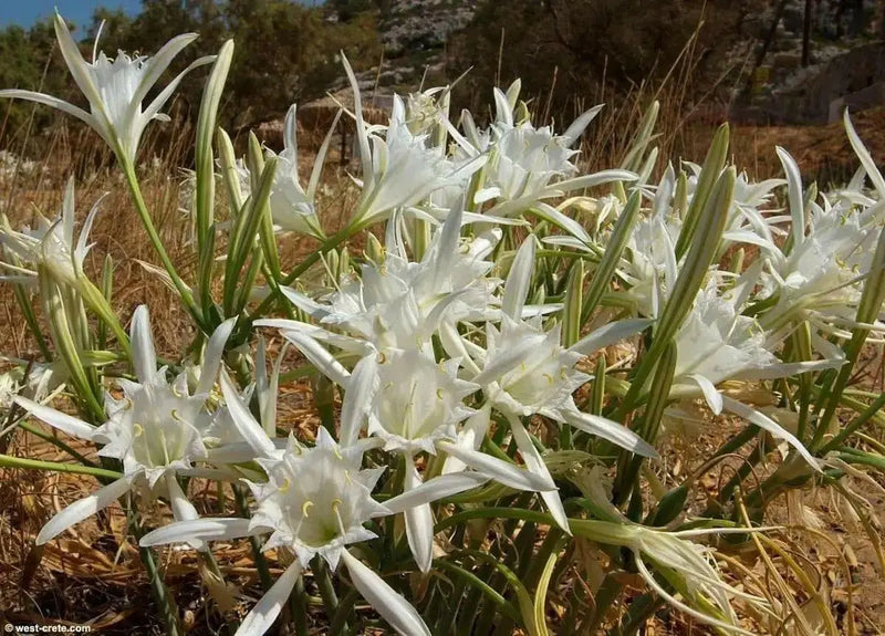 Sand Lily, FLOWERS Seed, fragrant sea daffodil! - Caribbean garden seed