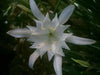 Sand Lily, FLOWERS Seed, fragrant sea daffodil! - Caribbean garden seed