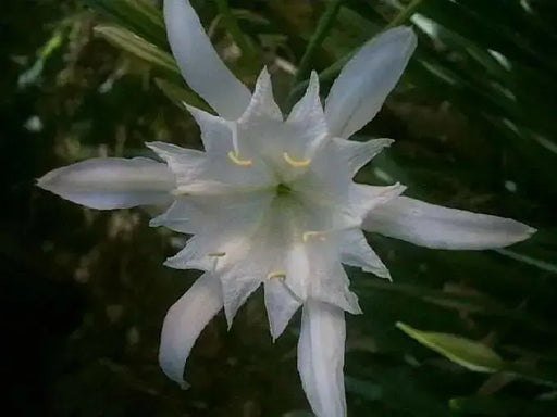 Sand Lily, FLOWERS Seed, fragrant sea daffodil! - Caribbean garden seed