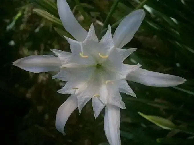 Sand Lily, FLOWERS Seed, fragrant sea daffodil! - Caribbean garden seed