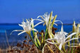 Sand Lily, FLOWERS Seed, fragrant sea daffodil! - Caribbean garden seed