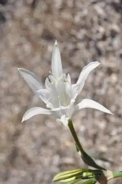 Sand Lily, FLOWERS Seed, fragrant sea daffodil! - Caribbean garden seed