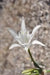 Sand Lily, FLOWERS Seed, fragrant sea daffodil! - Caribbean garden seed