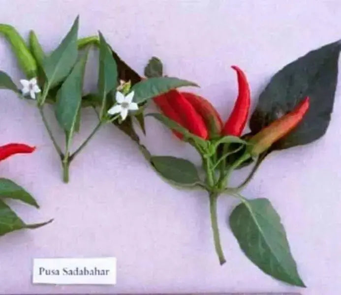Sadabahar Chili Pepper Seeds,( Capsicum annuum) - Caribbean garden seed