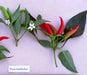 Sadabahar Chili Pepper Seeds,( Capsicum annuum) - Caribbean garden seed