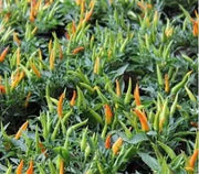 Sadabahar Chili Pepper Seeds,( Capsicum annuum) - Caribbean garden seed