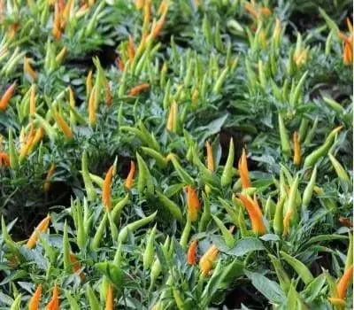 Sadabahar Chili Pepper Seeds,( Capsicum annuum) - Caribbean garden seed