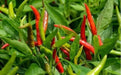Sadabahar Chili Pepper Seeds,( Capsicum annuum) - Caribbean garden seed