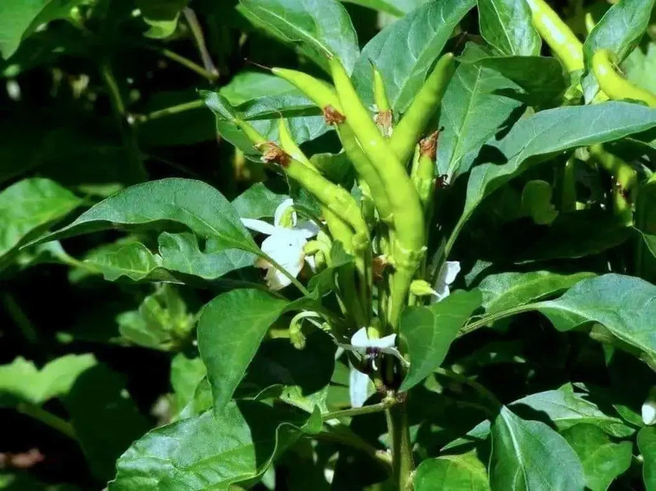 Sadabahar Chili Pepper Seeds,( Capsicum annuum) - Caribbean garden seed