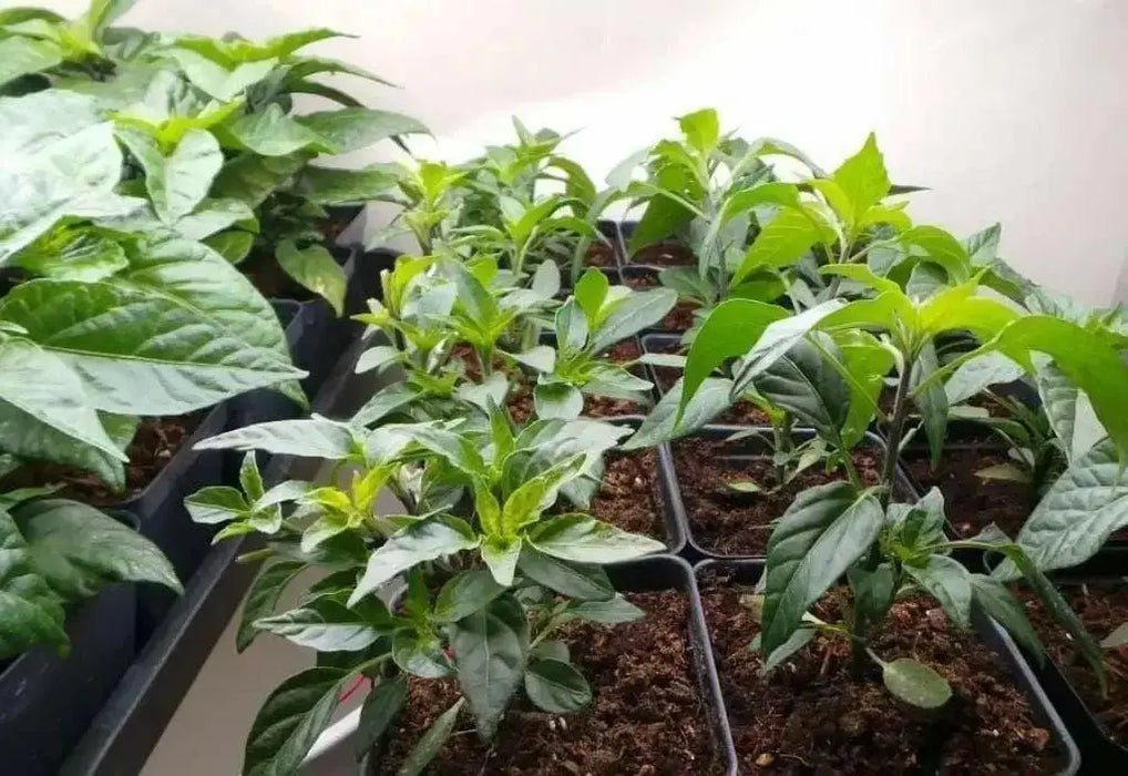 Sadabahar Chili Pepper Seeds,( Capsicum annuum) - Caribbean garden seed