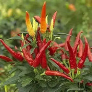 Sadabahar Chili Pepper Seeds,( Capsicum annuum) - Caribbean garden seed