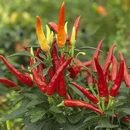 Sadabahar Chili Pepper Seeds,( Capsicum annuum) - Caribbean garden seed