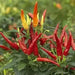 Sadabahar Chili Pepper Seeds,( Capsicum annuum) - Caribbean garden seed