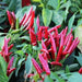 Sadabahar Chili Pepper Seeds,( Capsicum annuum) - Caribbean garden seed