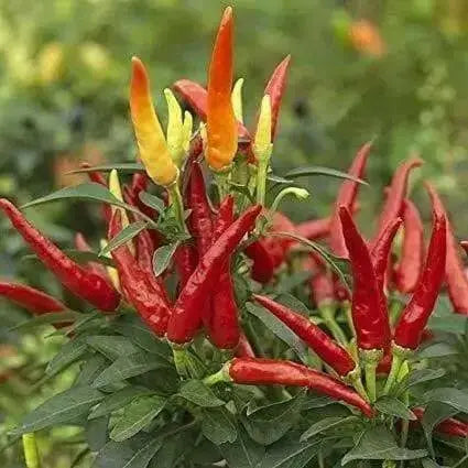 Sadabahar Chili Pepper Seeds,( Capsicum annuum) - Caribbean garden seed