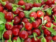 Satan's Kiss, Hot Pepper seeds, Baccio Ciliegia Piccante - Capsicum annuum - Caribbean garden seed