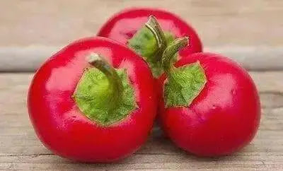 Satan's Kiss, Hot Pepper seeds, Baccio Ciliegia Piccante - Capsicum annuum - Caribbean garden seed