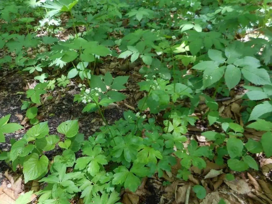 SANICLE SEEDS  PERENNIAL ORGANIC HERB - Caribbean garden seed