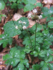 SANICLE SEEDS  PERENNIAL ORGANIC HERB - Caribbean garden seed