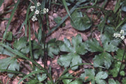 SANICLE SEEDS  PERENNIAL ORGANIC HERB - Caribbean garden seed