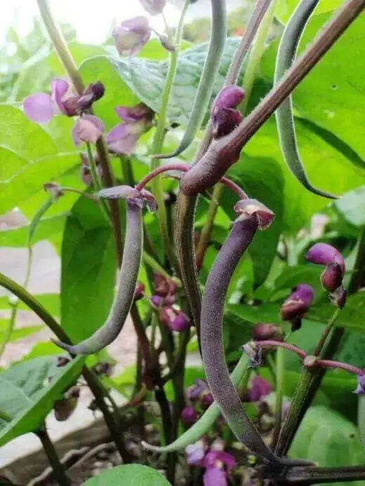 Royal Burgundy ,Bush Bean Seeds - Caribbean garden seed