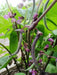 Royal Burgundy ,Bush Bean Seeds - Caribbean garden seed