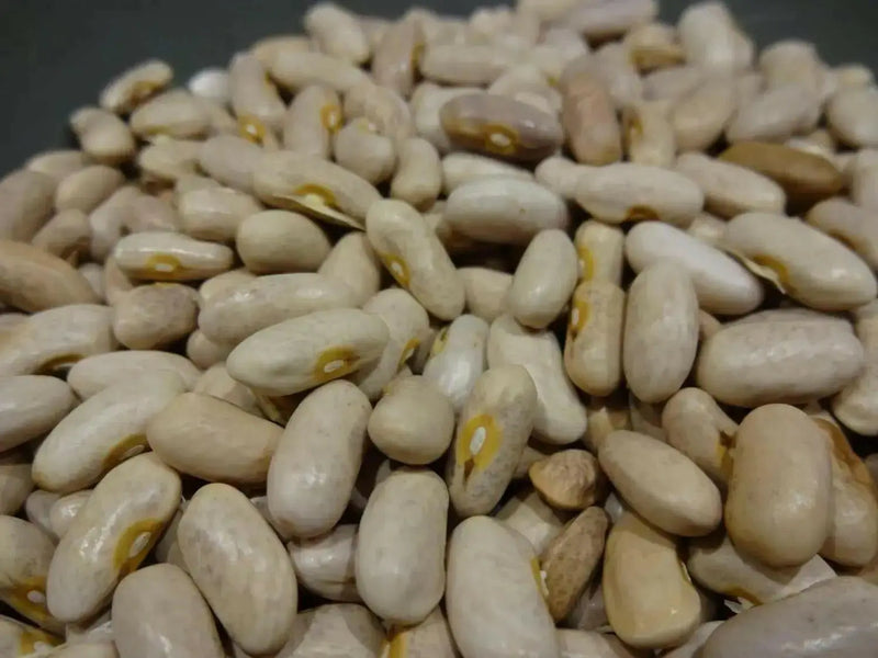 Royal Burgundy ,Bush Bean Seeds - Caribbean garden seed