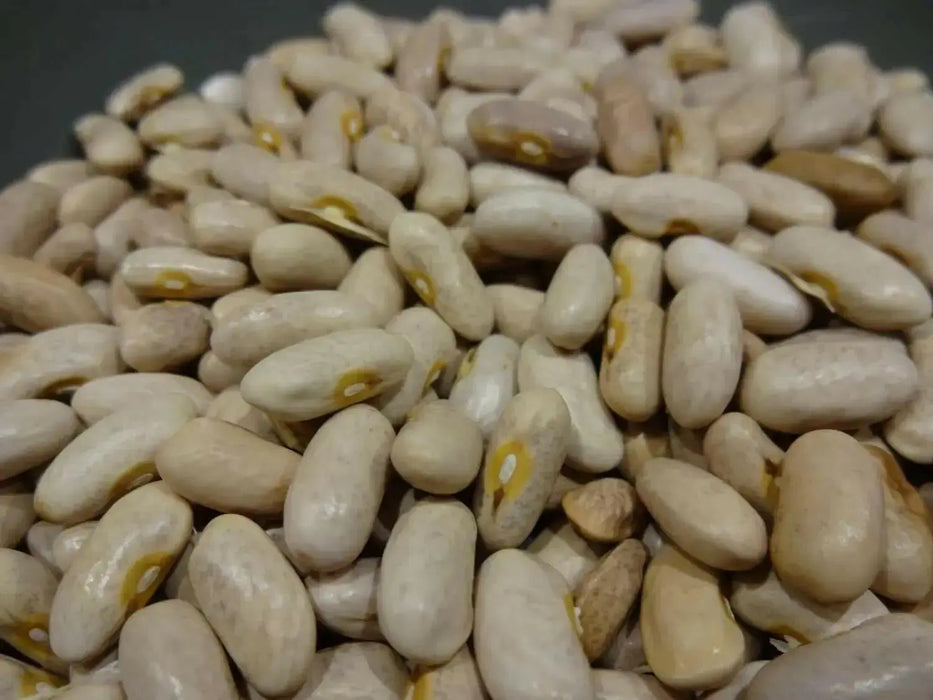 Royal Burgundy ,Bush Bean Seeds - Caribbean garden seed