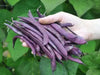 Royal Burgundy ,Bush Bean Seeds - Caribbean garden seed