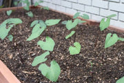 Royal Burgundy ,Bush Bean Seeds - Caribbean garden seed