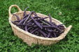 Royal Burgundy ,Bush Bean Seeds - Caribbean garden seed