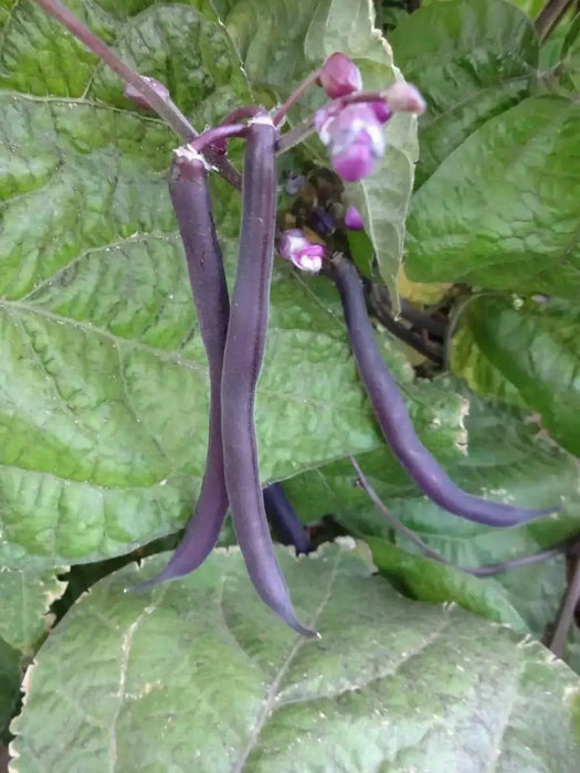 Royal Burgundy ,Bush Bean Seeds - Caribbean garden seed