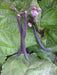 Royal Burgundy ,Bush Bean Seeds - Caribbean garden seed
