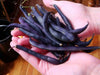Royal Burgundy ,Bush Bean Seeds - Caribbean garden seed