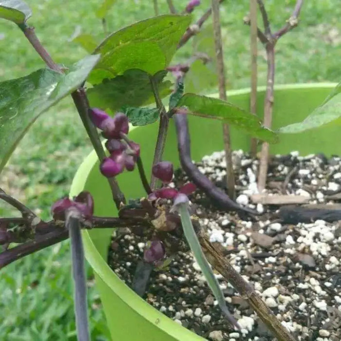 Royal Burgundy ,Bush Bean Seeds - Caribbean garden seed