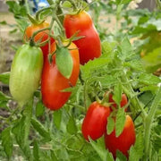 San Marzano  Tomato (LIVE  PLANT-3' POT) Heirloom Open Pollinated - Caribbean garden seed