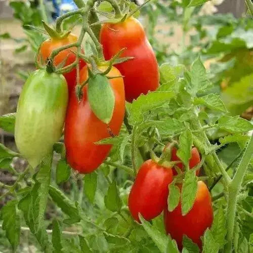 San Marzano  Tomato (LIVE  PLANT-3' POT) Heirloom Open Pollinated - Caribbean garden seed