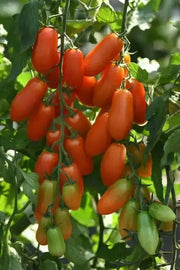 San Marzano  Tomato (LIVE  PLANT-3' POT) Heirloom Open Pollinated - Caribbean garden seed