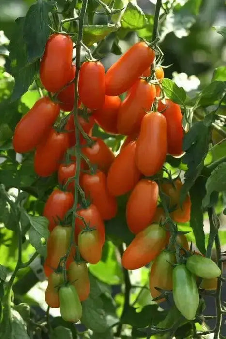 San Marzano  Tomato (LIVE  PLANT-3' POT) Heirloom Open Pollinated - Caribbean garden seed