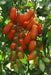 San Marzano  Tomato (LIVE  PLANT-3' POT) Heirloom Open Pollinated - Caribbean garden seed