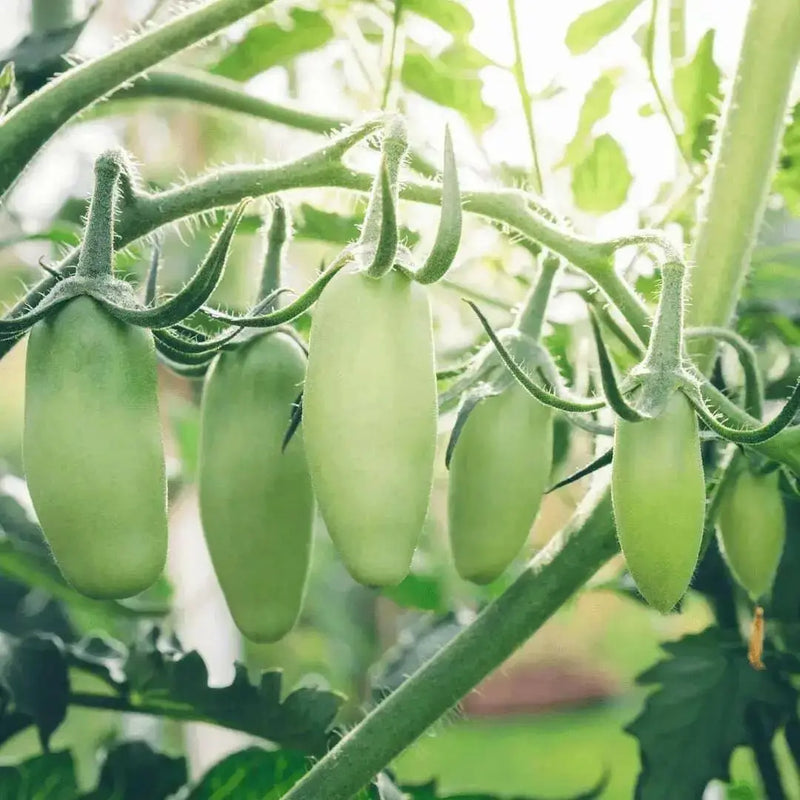 San Marzano  Tomato (LIVE  PLANT-3' POT) Heirloom Open Pollinated - Caribbean garden seed