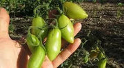 San Marzano  Tomato (LIVE  PLANT-3' POT) Heirloom Open Pollinated - Caribbean garden seed