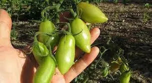 San Marzano  Tomato (LIVE  PLANT-3' POT) Heirloom Open Pollinated - Caribbean garden seed