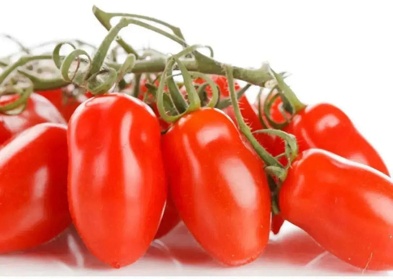 San Marzano  Tomato (LIVE  PLANT-3' POT) Heirloom Open Pollinated - Caribbean garden seed