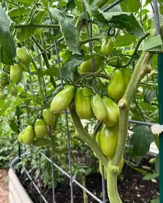 San Marzano  Tomato (LIVE  PLANT-3' POT) Heirloom Open Pollinated - Caribbean garden seed