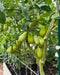 San Marzano  Tomato (LIVE  PLANT-3' POT) Heirloom Open Pollinated - Caribbean garden seed