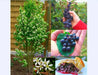 Saskatoon Berry SEEDS ,Amelanchier alnifolia, Regent - Caribbean garden seed