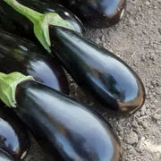 SANTANA Eggplant Seeds, ANNUAL  Vegetable - Caribbean garden seed